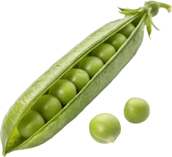 豌豆