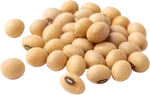 黄豆