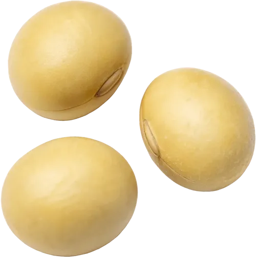 3颗黄豆