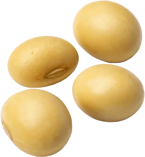 4颗黄豆