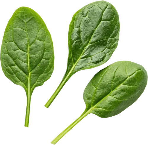 3片菠菜