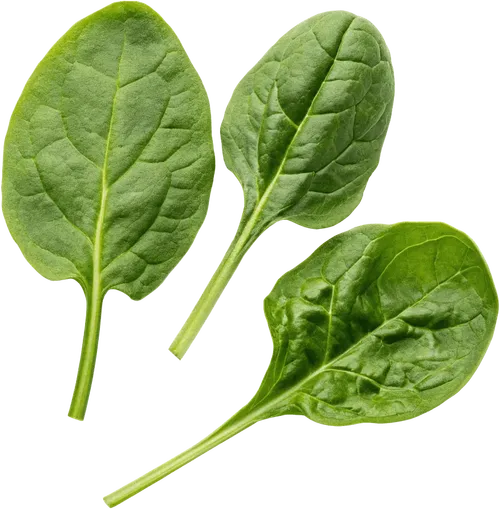 3片菠菜