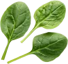 3片菠菜