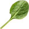 一篇菠菜
