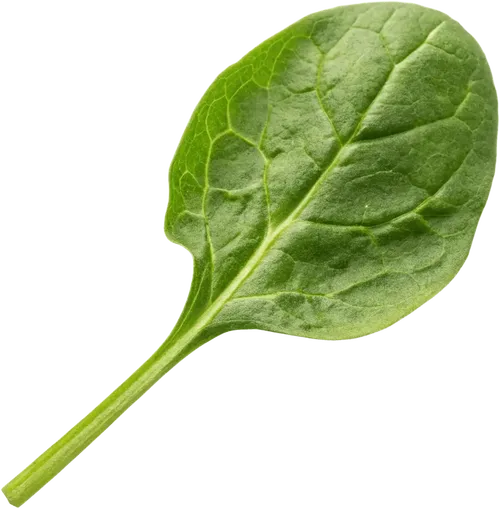 一篇菠菜