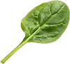 一篇菠菜