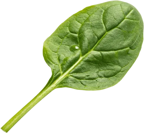 一篇菠菜