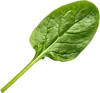一篇菠菜