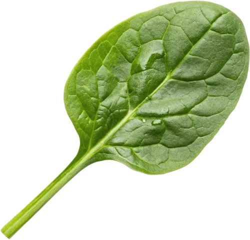 一篇菠菜