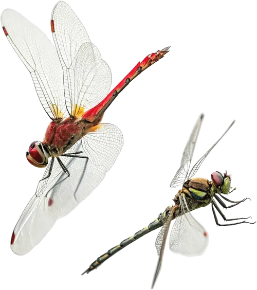 2只蜻蜓