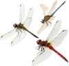 3只蜻蜓