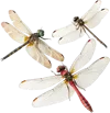 3只蜻蜓