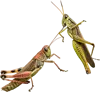 2只蚱蜢