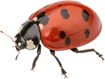 瓢虫