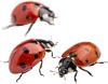 3只瓢虫