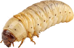 蛆虫