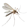 1只蚊子