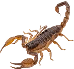 蝎子