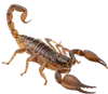1只蝎子