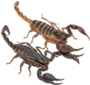 2只蝎子