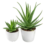 芦荟