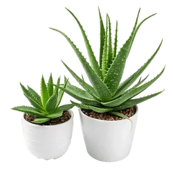 芦荟