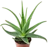 1个芦荟
