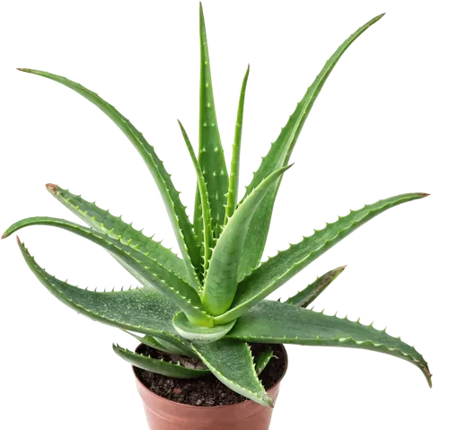 1个芦荟