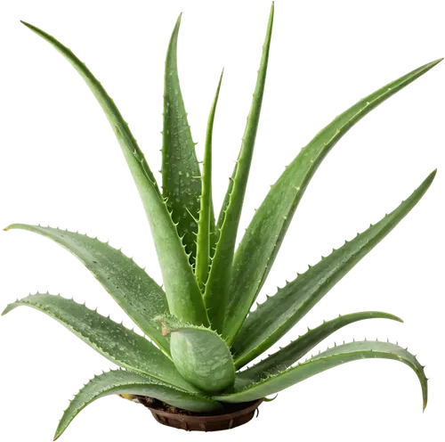1个芦荟