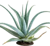 1个芦荟