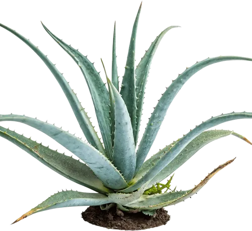 1个芦荟