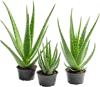 3个芦荟