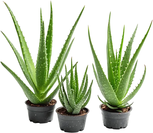 3个芦荟