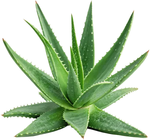 1个芦荟