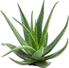 1个芦荟