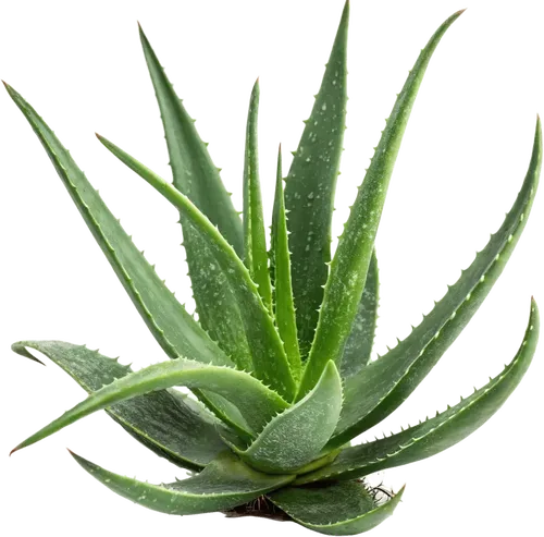 1个芦荟