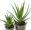 2个芦荟