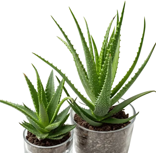 2个芦荟