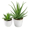 2个芦荟