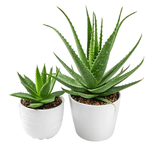 2个芦荟