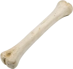 骨头