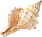 海螺壳