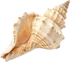 1个海螺壳