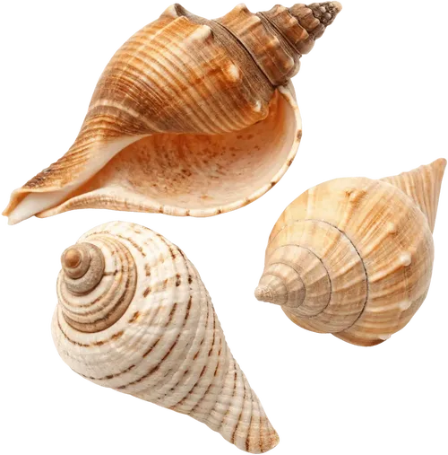 3个海螺壳
