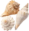3个海螺壳