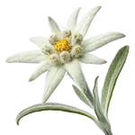 雪绒花