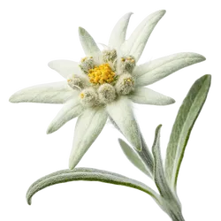 雪绒花