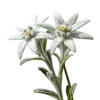 2支雪绒花