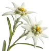 2支雪绒花