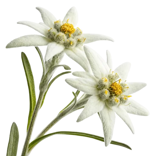 2支雪绒花